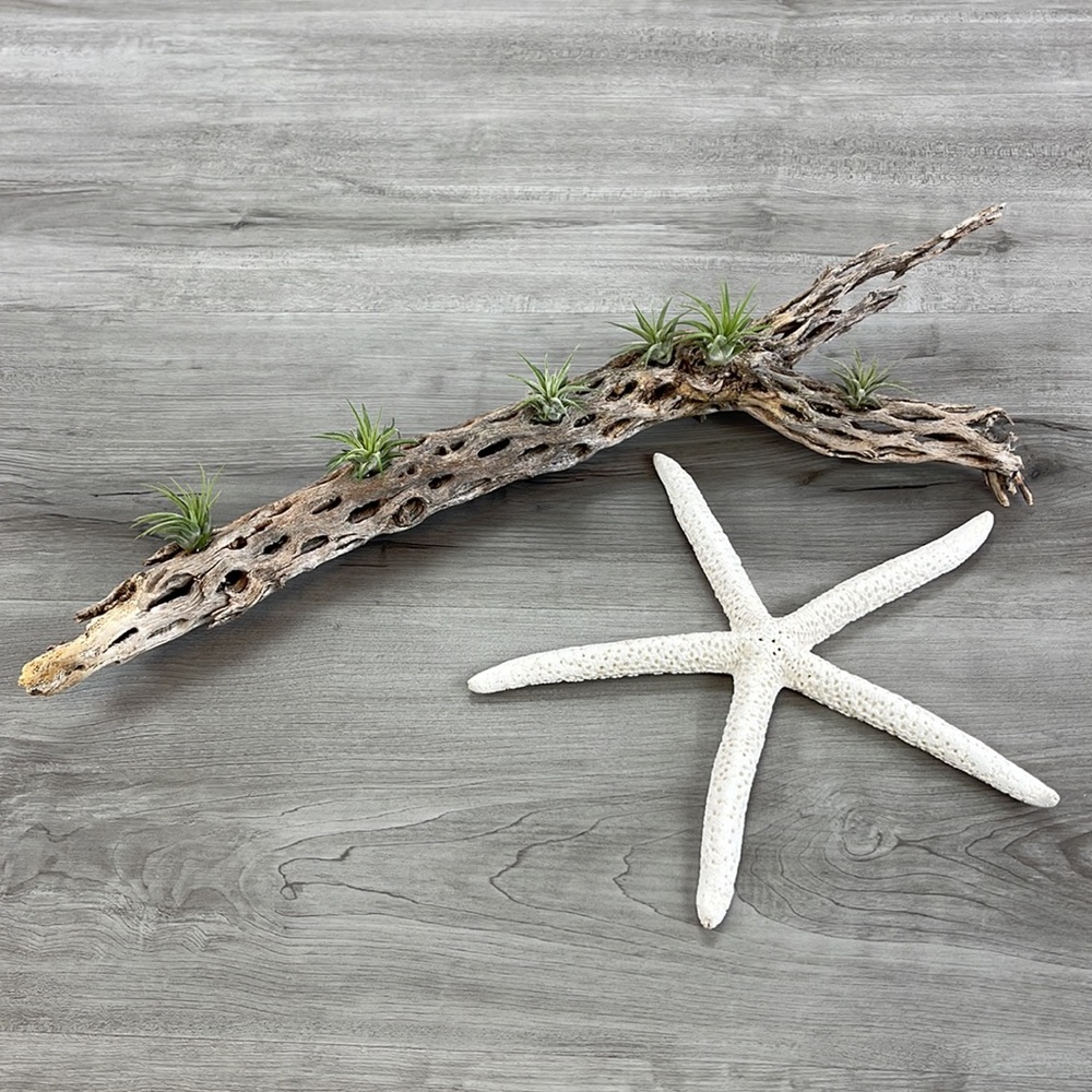 🔆AUR PLANT🔆 DRIED CACTUS DECORATION - Picture 9 of 12